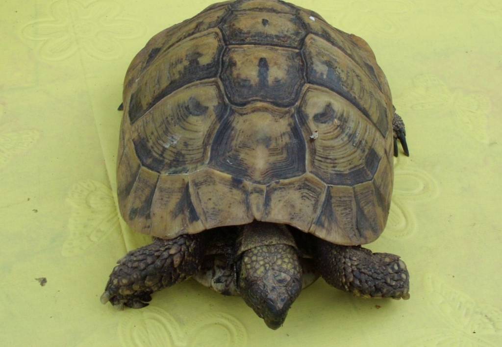 Moritz der Schildköterich