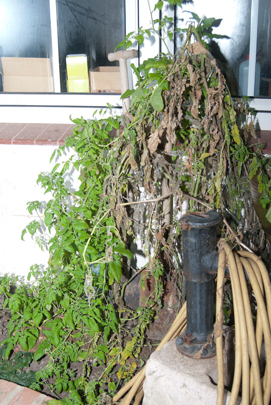 schön sind sie nicht mehr, ich habe das Gießen vergessen...