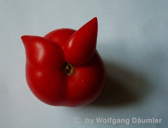 tomate_lustig.JPG