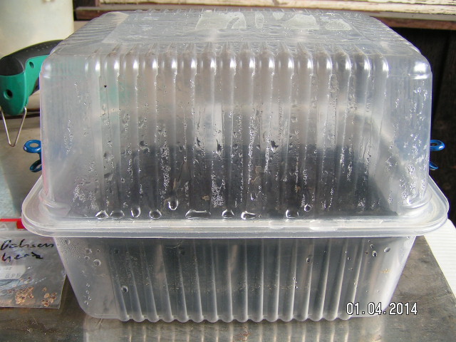 Tomaten 2014Apr01-001.JPG