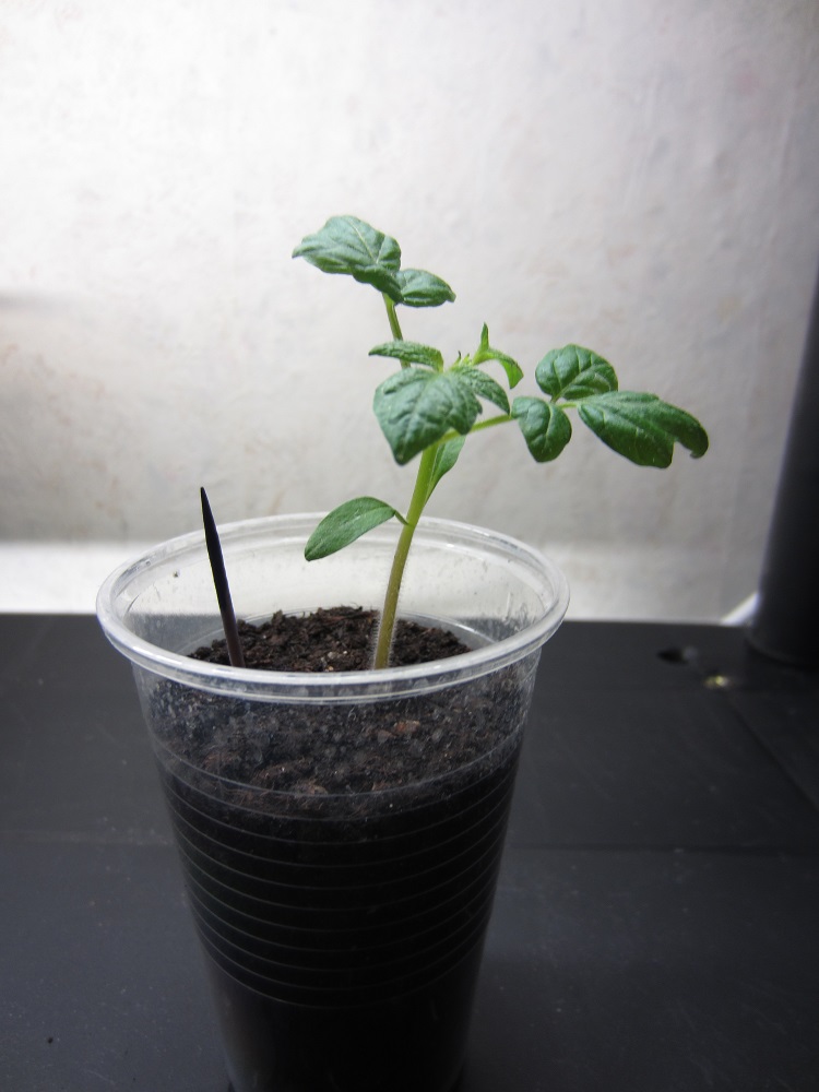 Tomate Heartbreaker.JPG