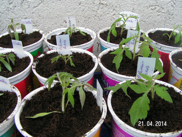 Tomaten 2014.JPG