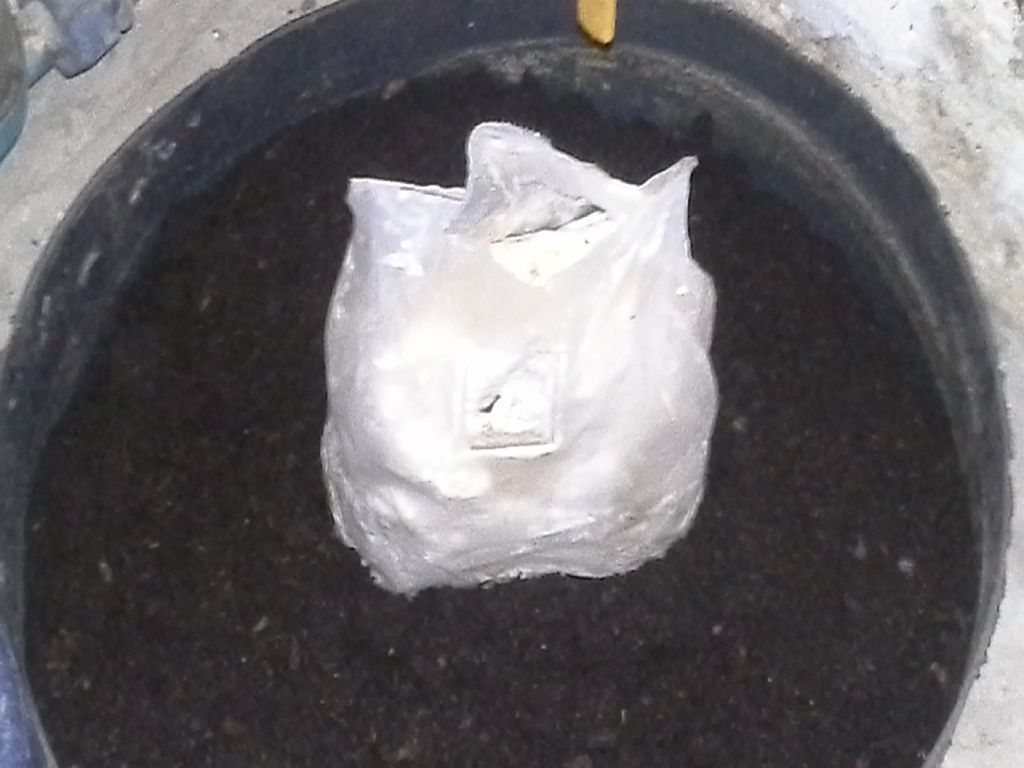 Hier ist eine fertige Mischung einer Brut von Kräuterseitlingen . Steht im Keller .