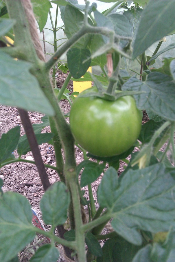 IMAG0468.jpg