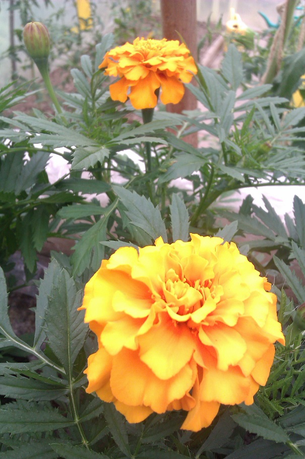 IMAG0472.jpg