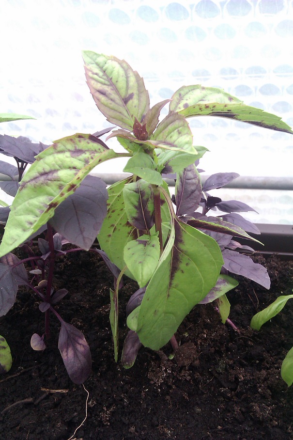 IMAG0474.jpg