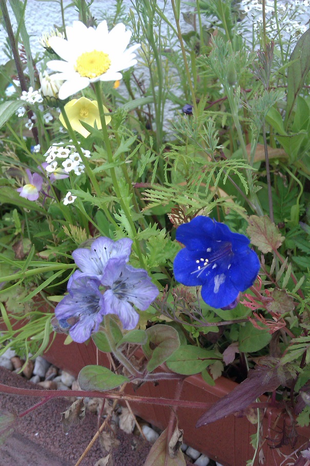 IMAG0475.jpg