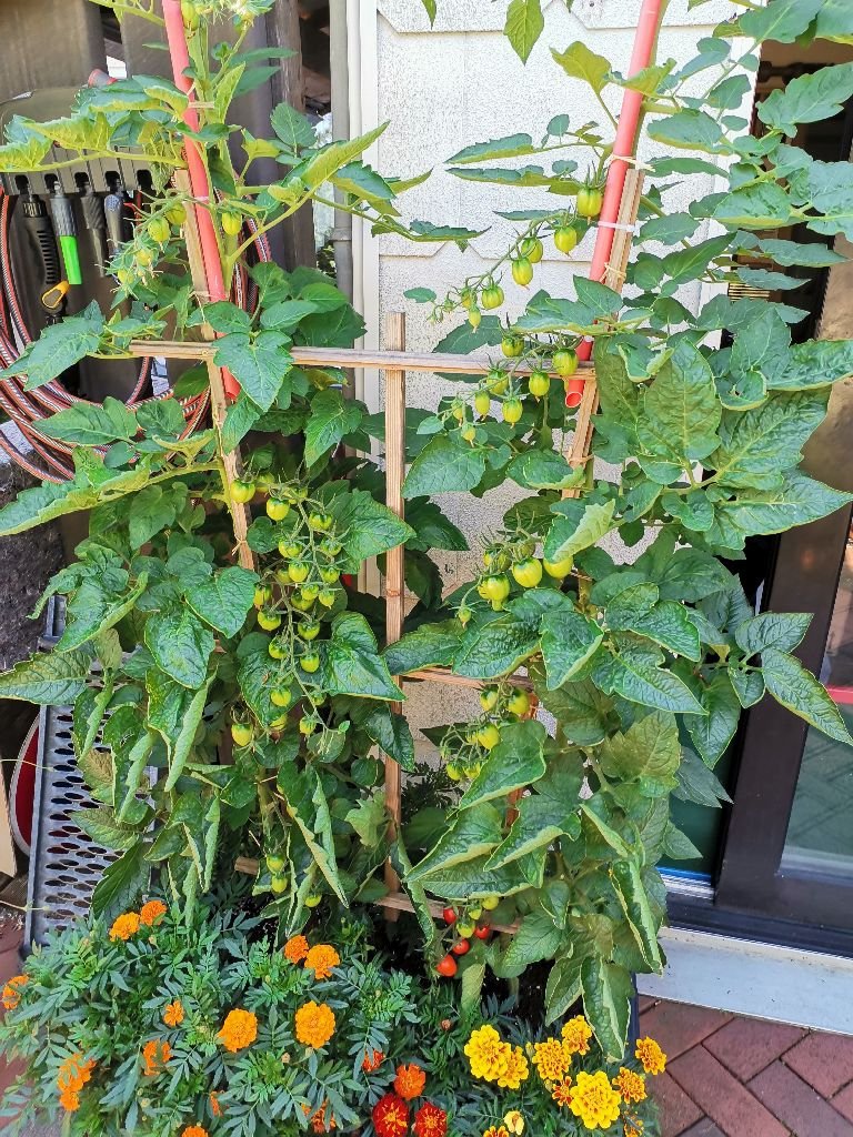 Tomaten_2023_06.jpg