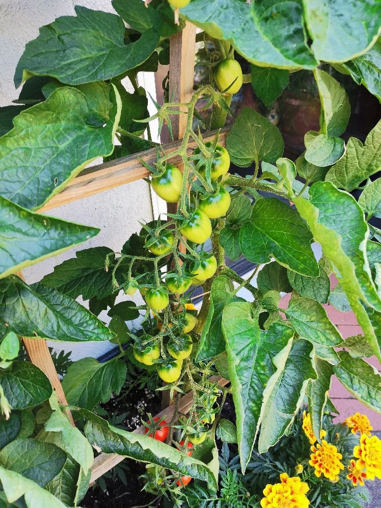 Tomaten_2023_12.jpg