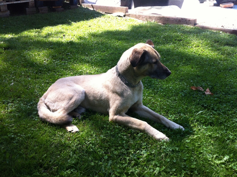 Benjamin, genannt Blümchen. Ein Hervorragender Wachhund..wenn er nicht grad pennt...