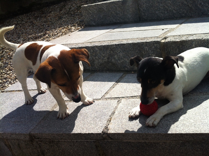 Gina und Kuba. Terrier halt...
